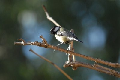 blackhead-tit-7-01-07.JPG