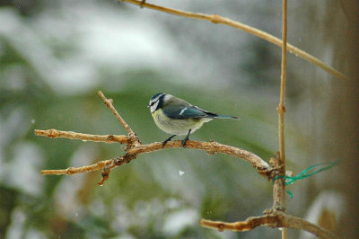 bluetit-27-01-06 10.JPG