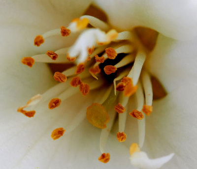 stamens and stigma 2.jpg