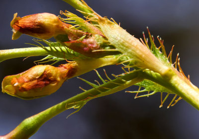 flower buds .jpg