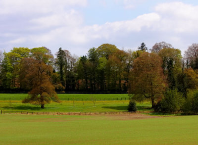 trees and fields .jpg