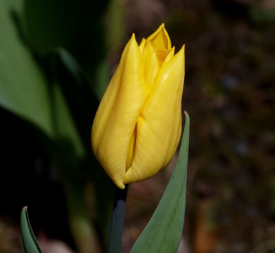 yellow tulip.jpg