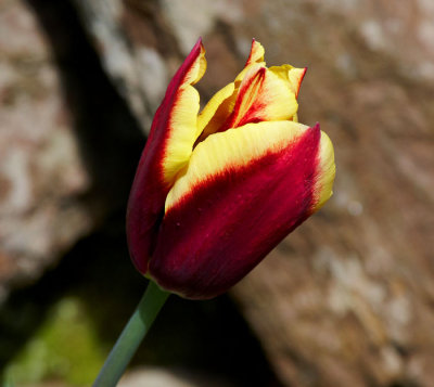 tulip 4.jpg