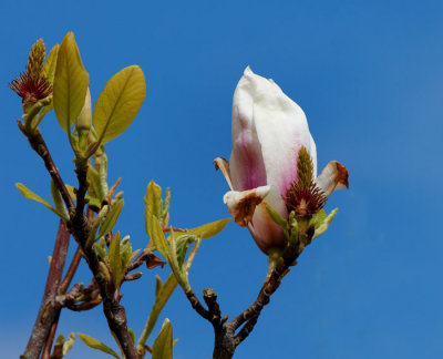 magnolia .jpg