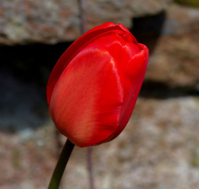 red tulip 5.jpg