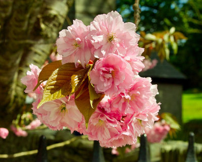 pink cherries .jpg