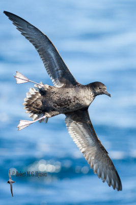 wollongong_pelagic_27_april_2013