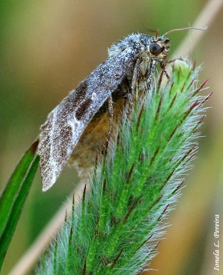 lepidoptera