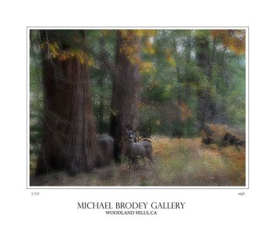 Deer-Gallery-Print