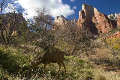 Buck at Zion