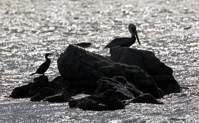 Three Birds on a Rock I