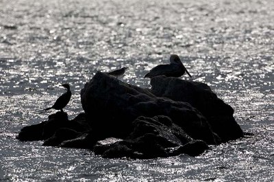 Three Birds on a Rock II