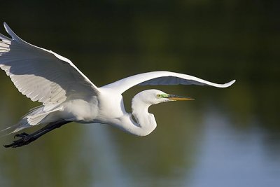 Great Egret Flying 6.jpg