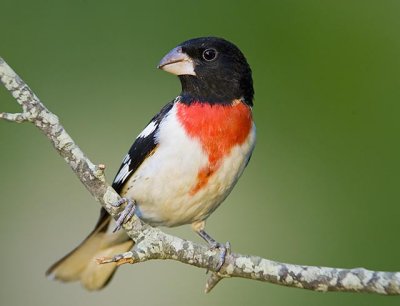 Rose Breasted Grosbeak.jpg