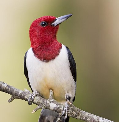 Red Headed Woodpecker copy.jpg