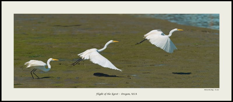 Egrets
