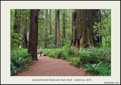 Jedediah Redwoods State Park