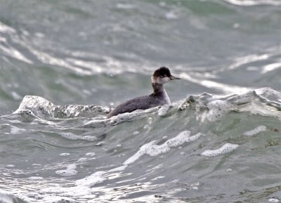 Eared Grebe