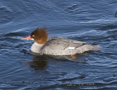 Common Merganser, female