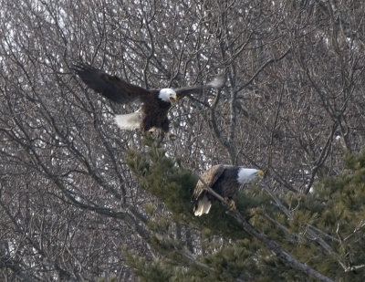 Merrimac River Eagles