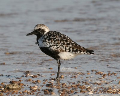 Black-bellied Plover