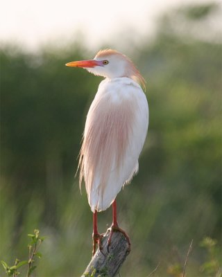 Cattle Egret