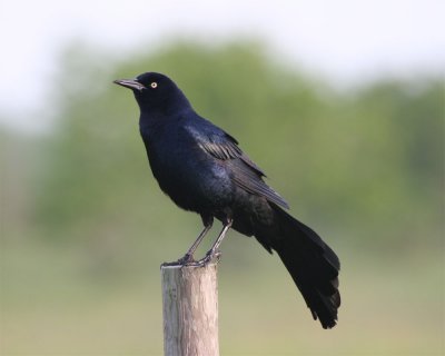 Great-tailed Grackle