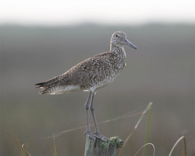 Willet