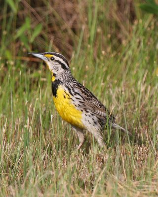 Eastern Meadowlark