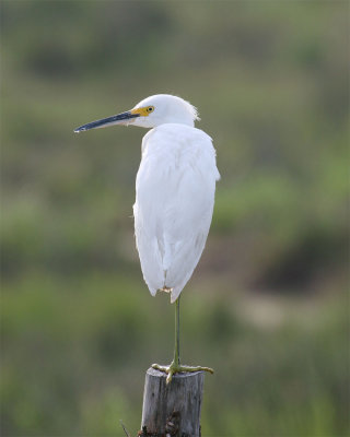 Snowy Egret