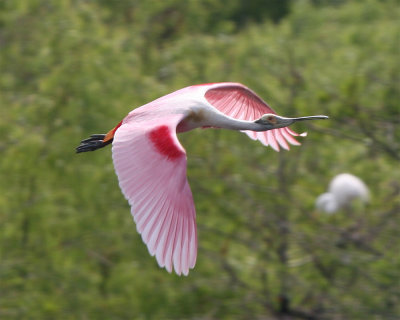 Roseate Spoonbill