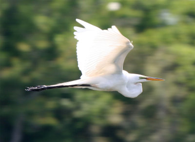 Great Egret