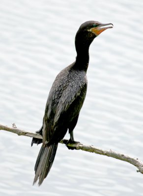 Neotropic Cormorant