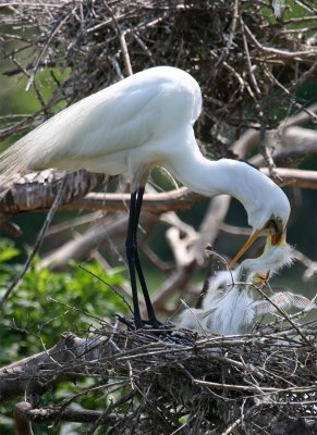 Great Egret