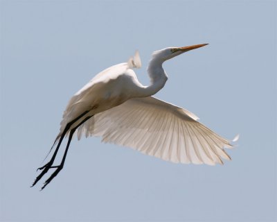 Great Egret