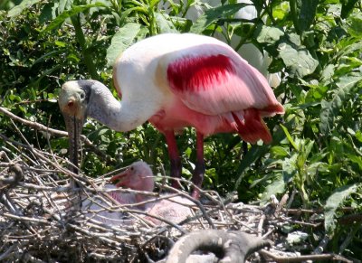 Roseate Spoonbill