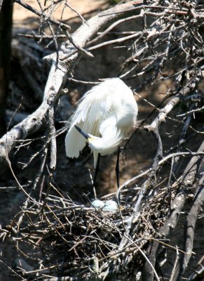 Snowy Egret