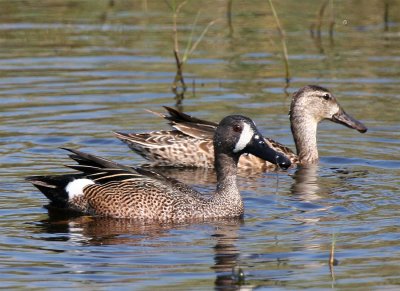 BLue-winged Teal