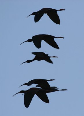 Glossy Ibis