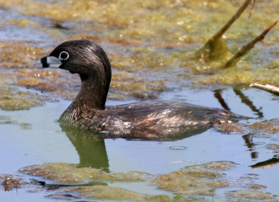 Pied-billed Grebe