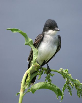 Eastern Kingbird