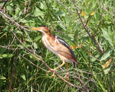 Least Bittern