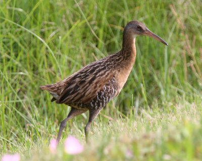 Clapper Rail