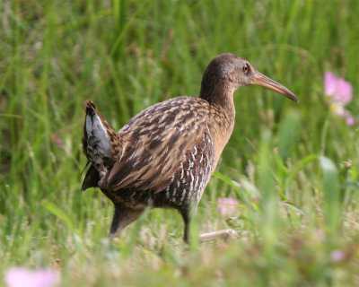 Clapper Rail