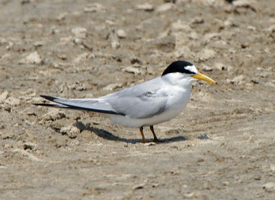 Least Tern