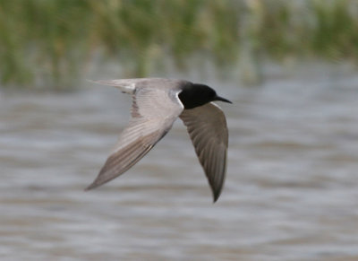 Black Tern