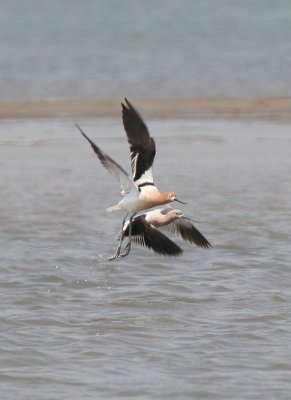 American Avocet