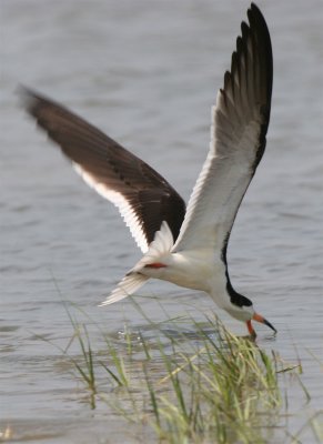 Black Skimmer