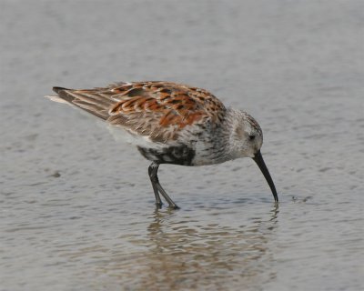 Dunlin