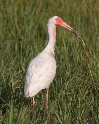 White Ibis